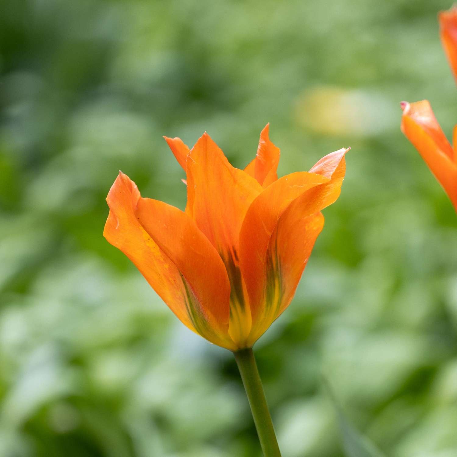 Tulpe 'Orange Emperor'